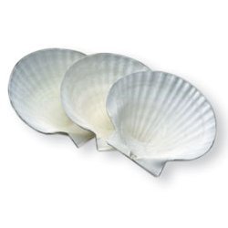 One Canape Dish Natural Scallop Sea Shell - 5.5 Inch On Sale