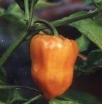 ORANGE HABANERO HOT PEPPER
