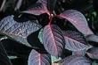 Lady in Red Hydrangea Five Gallon