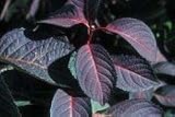 Lady in Red Hydrangea Five Gallon