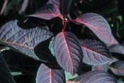 Lady in Red Hydrangea Five Gallon