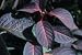 Lady in Red Hydrangea Five Gallon