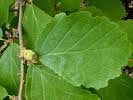 Witch Hazel Tea