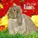 Lop-eared Rabbits 2010 Wall Calendar