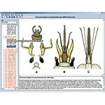 Illustrated Resource Library - The World of Insects CD ROM