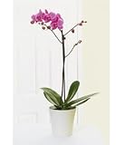 Review Post-a-Rose  / Potted Orchid