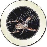 SPIDER on WEB Tax Disc Holder