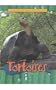 Tortoises (Animals of the Rain Forest)