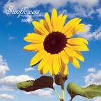 Sunflowers 2009 Wall Calendar