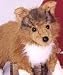Plush Sheba Collie 16