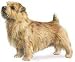 2.75 inch x 2 inch Acrylic Fridge Magnet-Norfolk Terrier