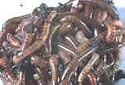 200 Live Composting Earthworms Vermiculite