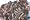image 200 Live Composting Earthworms Vermiculite