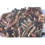 200 Live Composting Earthworms Vermiculite