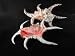Philippine Scorpion Shell