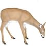 Flambeau Grazing Doe Decoy