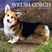 Welsh Corgis 2009 Wall Calendar