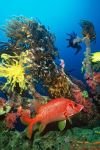 Beneath the Sea (Kalendra.com Multimedia Calendar, Digital Photo Theme Pack)