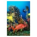 Beneath the Sea (Kalendra.com Multimedia Calendar, Digital Photo Theme Pack)