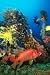 Beneath the Sea (Kalendra.com Multimedia Calendar, Digital Photo Theme Pack)
