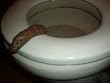 Party Pooper Fake Human Poop