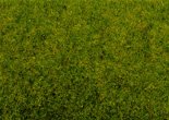 SPRING MEADOWS-GRASS
