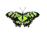 Clearly Charming Malachite Butterfly Silver and Enamel Pin