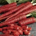 SUTTONS SEEDS: Carrot Samurai Seeds (540 seeds)