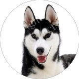 NEW-SIBERIAN HUSKY Fridge Magenet