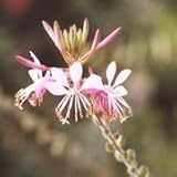 Biennial Gaura (Gaura biennis) - Jumbo Wildflower Seed Packet