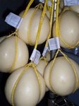 Provolone Ball - Imported From Italy Auricchio Provolettina 2 Lbs