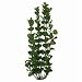 MONEYWORT AQUARIUM PLANT, Color: GREEN; Size: 6 INCH (Catalog Category: Aquatics:DECORATIONS)