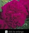 William Shakespeare 2000-- English Rose Bush Five Gallon Plant