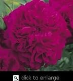 William Shakespeare 2000-- English Rose Bush Five Gallon Plant