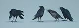 Crows (Ravens) group of four (smaller size) / Lynch folk art print