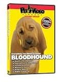 BLOODHOUND DVD! + Dog & Puppy Training Bonus