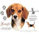 Beagle Adult T-Shirt