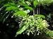 *WORLDS MOST FRAGRANT*NIGHT JASMINE*rare* 7 seeds* #1043