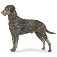7.5cm x 5cm Acrylic Fridge Magnet-Curly Coated Retriever