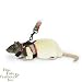 Pet Supplies : Comfort Harness Stretchy Leash - Small