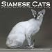   - 2008 SIAMESE CATS 16 MONTH PINUP WALL CALENDAR