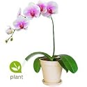Orchid - O Solo Mio