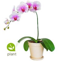Orchid - O Solo Mio by 