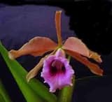 Laelia tenebrosa 296S