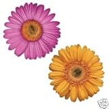 Village for Kids Gerber Daisy Jumbo Appliques