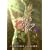 How to (Un)Cage a Girl (Joanna Cotler Books)