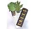 New Workman Publishing Tree Fandex Four Visual Keys Plus Descriptions Of Habitat