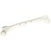 3B Scientific A90 Femur Bone Penholder