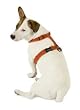 Planet Dog Cozy Hemp Adjustable Harness Apple Green Medium