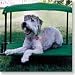 Breezy Bed - For Your Dog - Medium -Green (Green) (25"H x 28"L x 20"W)